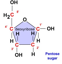 The 5-Carbon Sugar Deoxyribose. During nucleotide production, the nitrogenous base will attach to the 1' carbon and the phosphate group will attach to the 5' carbon. The first 4 carbons shown form the actual ring of the sugar. The 5' carbon comes off of the ring.