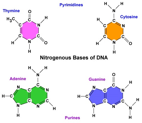 The Four Nitrogenous Bases in DNA: Adenine, Guanine, Cytosine, and Thymine. The phosphate of one deoxyribonucleotide binding to the 3' carbon of the deoxyribose of another forms the sugar-phosphate backbone of the DNA (the sides of the "ladder"). The hydrogen bonds between the complementary nucleotide bases (adenine-thymine; guanine-cytosine) form the rungs. Note the antiparallel nature of the DNA. One strand ends in a 5' phosphate and the other ends in a 3' hydroxyl.