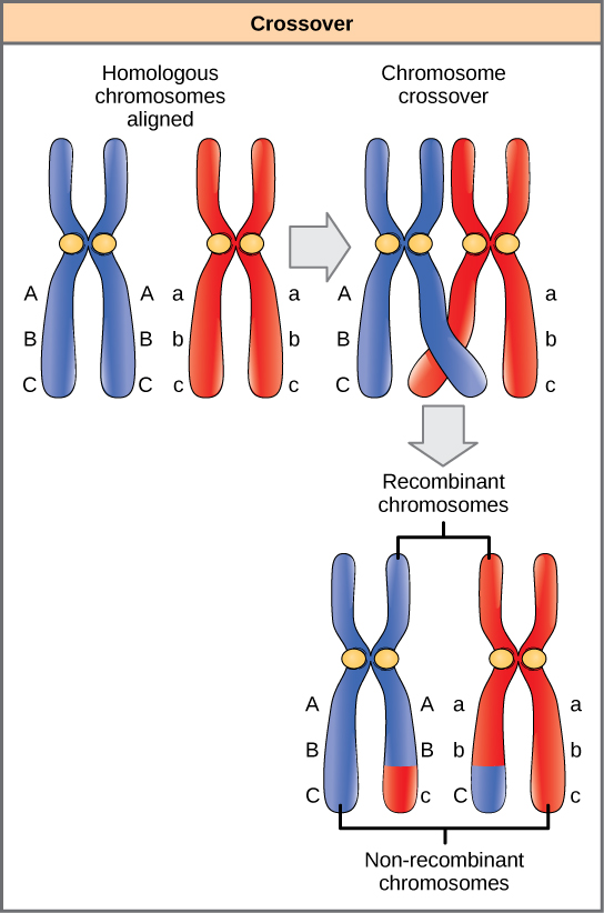 Cette illustration montre une paire de chromosomes homologues. L'une des paires possède les allèles ABC et l'autre possède les allèles abc. Au cours de la méiose, un croisement se produit entre deux chromosomes et du matériel génétique est échangé, ce qui donne naissance à un chromosome recombinant qui possède les allèles AbC et à un autre qui possède les allèles AbC. Les deux autres chromosomes ne sont pas recombinants et possèdent la même disposition des gènes qu'avant la méiose.