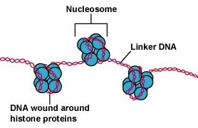 Nucleosomes. The DNA in eukaryotic cells is packaged in a highly organized way. It consists of a basic unit called a nucleosome, a beadlike structure with 146 base pairs of DNA wrapped around eight histone molecules. 