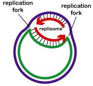 Replicación Circular Bidireccional del ADN en Bacterias La replicación del ADN (flechas) ocurre en ambas direcciones desde el origen de la replicación en el ADN circular que se encuentra en la mayoría de las bacterias. Todas las proteínas involucradas en la replicación del ADN se agregan en las horquillas de replicación para formar un complejo de replicación llamado replisoma.