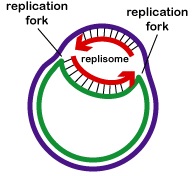Bidirectional Circular DNA Replication in Bacteria. DNA replication (arrows) occurs in both directions from the origin of replication in the circular DNA found in most bacteria. All the proteins involved in DNA replication aggregate at the replication forks to form a replication complex called a replisome.