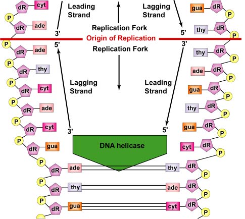 DNA Replication by Complementary Base Pairing: Unwinding by DNA Helicase. Replication begins at a specific site in the DNA called the origin of replication. Unwinding enzymes called DNA helicases cause the two parent DNA strands to unwind and separate from one another in both directions at this site to form two Y-shaped replication forks. 