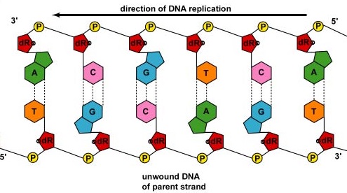 Replicación de ADN por emparejamiento de bases complementarias