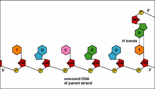 Replication of DNA by Complementary Base Pairing. As the DNA strands unwind and separate, new complementary strands are produced by the hydrogen bonding of free DNA nucleotides with those on each parent strand. 