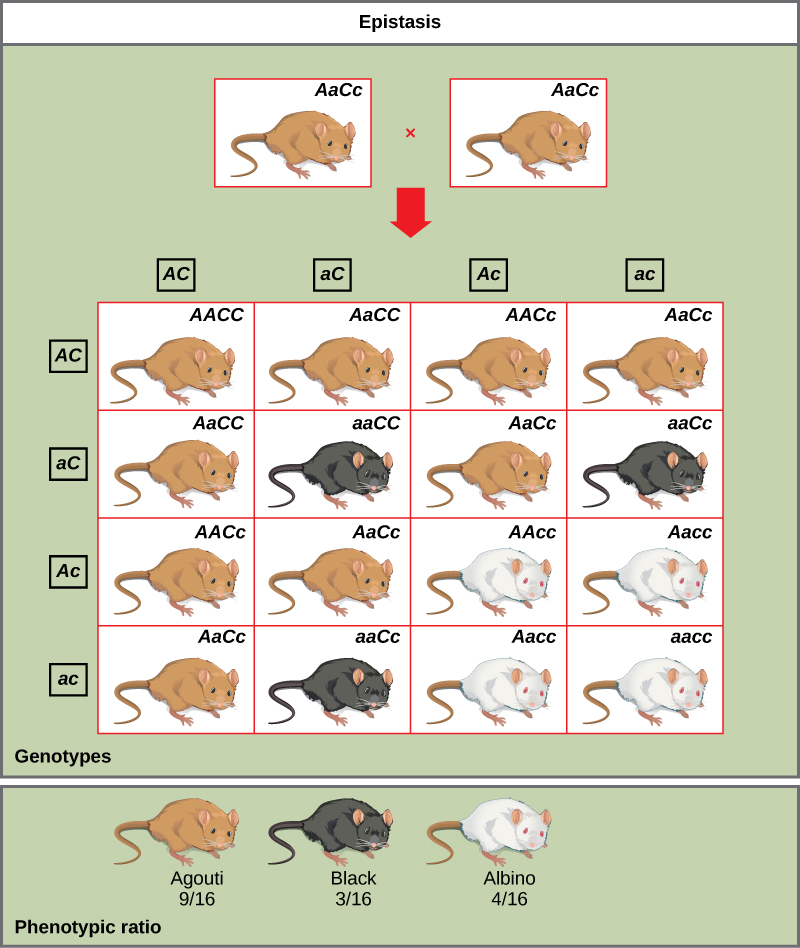 Un croisement entre deux souris agouti avec le génotype hétérozygote AAcc est présenté. Chaque souris produit quatre types de gamètes différents (AC, aC, Ac et ac). Un carré de Punnett 4 × 4 est utilisé pour déterminer le ratio génotypique de la progéniture. Le ratio phénotypique est de 9/16 agouti, 3/16 de noir et 4/16 de blanc.