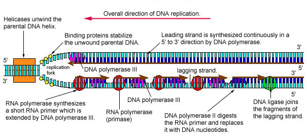 Replication of Leading and Lagging DNA Strands. The leading strand is made continuously in a 5' to 3' direction by DNA polymerase III as the DNA helicase unwinds the parental DNA helix. However, because the parental DNA strands are antiparallel, the lagging strand must be made in short fragments. 