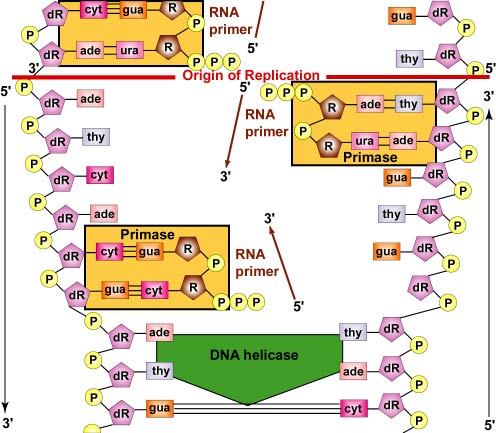 DNA Replication by Complementary Base Pairing: Producing an RNA Primer. DNA polymerases cannot begin a new DNA chain from scratch. They can only attach new nucleotides onto 3' OH group of a nucleotide in a preexisting strand.