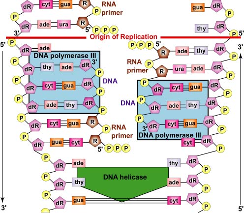 DNA Replication by Complementary Base Pairing: Adding DNA Nucleotides to the RNA Primer. DNA polymerase III replaces the primase and is able to add DNA nucleotides to the RNA primer. 