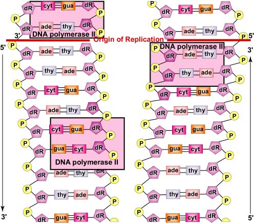 DNA Replication by Complementary Base Pairing: Replacing RNA Primer with DNA. Eventually, DNA polymerase II digests away the RNA primer and replaces the RNA nucleotides of the primer with the proper DNA nucleotides to fill the gap.