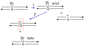 Replication of a misincorporated nucleotide (or nucleotide analog) will leave a mutation.