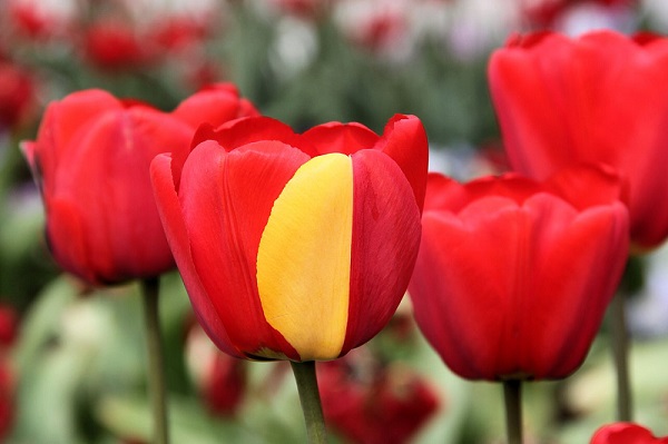 Red tulip with half yellow petal leaf due to a mutation. 