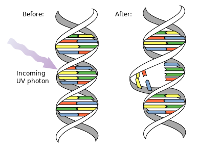 DNA_UV_mutation.svg.png