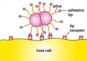 Image result for function of pili in prokaryotic cell