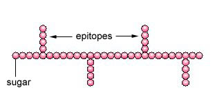 Epítopos de un antígeno (polisacárido)