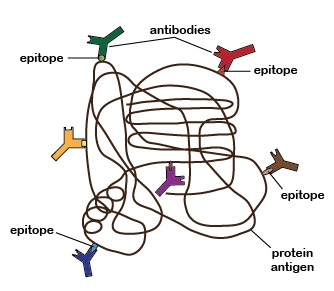 Epítopos de un Antígeno (polisacárido). Las proteínas tienen muchos epítopos de diferentes especificidades. Durante la inmunidad humoral, se elaboran anticuerpos para adaptarse a cada epítopo de cada antígeno.