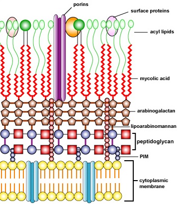 Estructura de una pared celular resistente a los ácidos