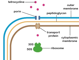 Para que cualquiera del grupo de antibióticos de tetraciclina inhiba el crecimiento bacteriano Gram-negativo, deben ingresar al citoplasma de esa bacteria y unirse a la subunidad 30S de sus ribosomas.