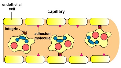 Diapedesis Durante la Inflamación. Las integrinas en la superficie del leucocito se unen a moléculas de adhesión en la superficie interna de las células endoteliales vasculares.