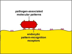 Unenhanced Attachment of Bacteria to Phagocytes.