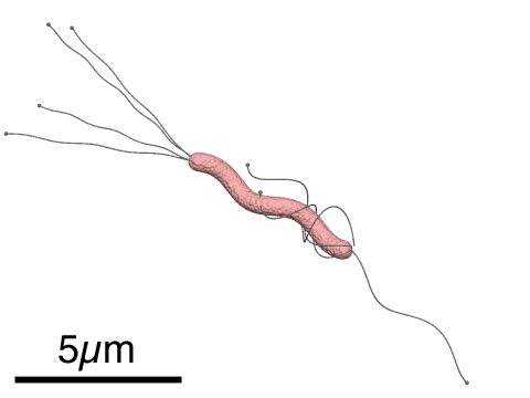 Helicobacter_pylori_diagram.png