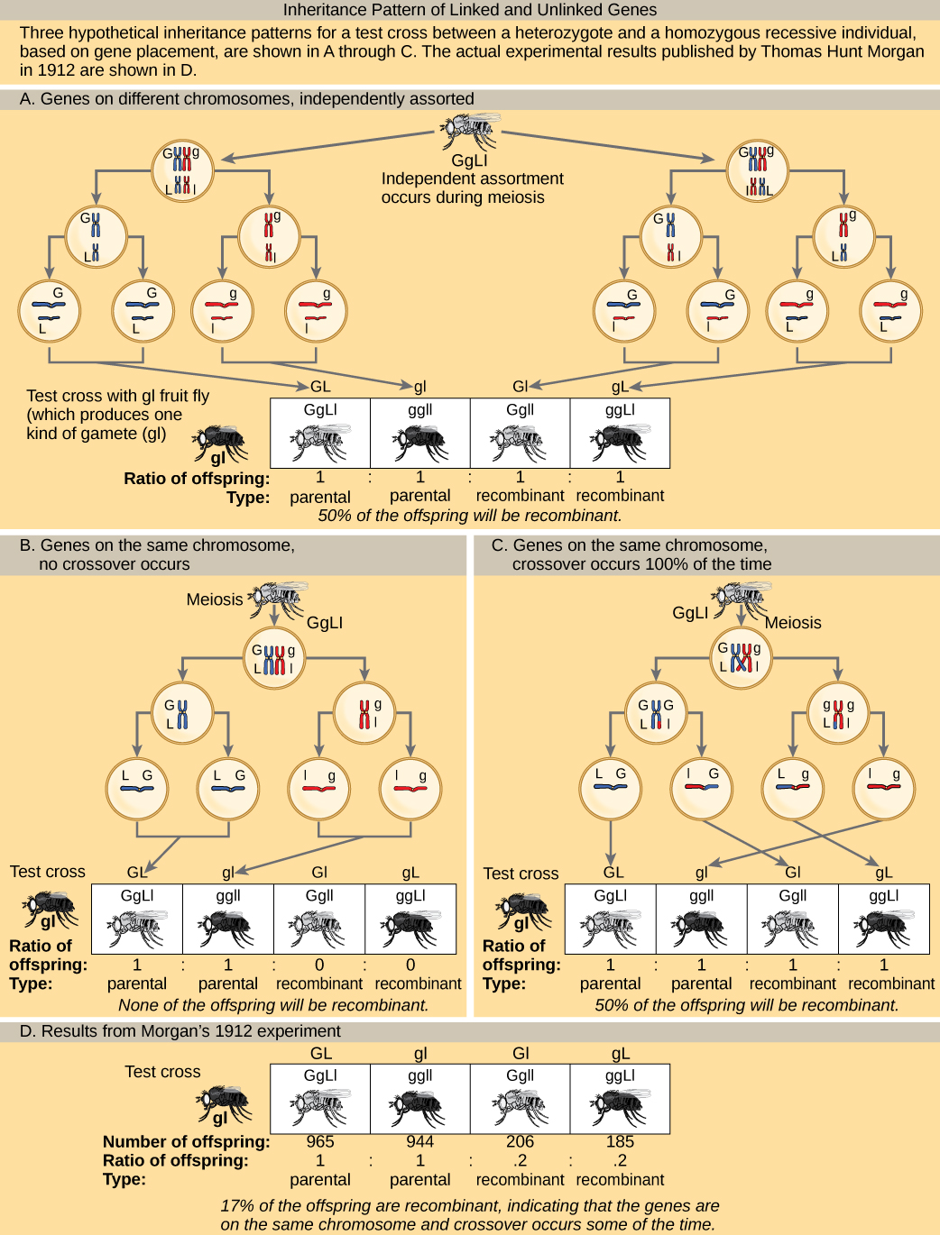 L'illustration montre les modèles héréditaires possibles de gènes liés et non liés. L'exemple utilisé inclut la couleur corporelle et la longueur des ailes de la mouche des fruits. Les mouches des fruits peuvent avoir une couleur grise dominante (G) ou une couleur noire récessive (g). Ils peuvent avoir des ailes longues dominantes (L) ou des ailes courtes récessives (l). Trois modèles d'hérédité hypothétiques pour un croisement expérimental entre une mouche des fruits hétérozygote et une mouche des fruits récessive sont présentés, sur la base du placement génétique. Les résultats expérimentaux réels publiés par Thomas Hunt Morgan en 1912 sont également présentés. Dans le premier schéma héréditaire hypothétique de la partie a, les gènes des deux caractéristiques se trouvent sur des chromosomes différents. Un assortiment indépendant se produit de telle sorte que le ratio de génotypes chez la progéniture est de 1 gGLL:1 ggll:1 ggl:1 ggL, et 50 % des descendants sont des types non parentaux. Dans le deuxième schéma héréditaire hypothétique de la partie b, les gènes sont proches les uns des autres sur le même chromosome, de sorte qu'aucun croisement ne se produit entre eux. Le rapport des génotypes est de 1 ggL:1 ggll, et aucun des descendants n'est recombinant. Dans le troisième schéma d'hérédité hypothétique de la partie c, les gènes sont très éloignés les uns des autres sur le même chromosome, de sorte que le croisement se produit 100 % du temps. Le ratio de génotypes est le même que pour les gènes de deux chromosomes différents, et 50 % des descendants sont des types recombinants non parentaux. La partie d montre que le nombre de descendants que Thomas Hunt Morgan a réellement observé était de 965 : 944 : 206:185 (gglL:gglL:gglL:gglL). Dix-sept pour cent des descendants étaient recombinants, ce qui indique que les gènes se trouvent sur le même chromosome et que des croisements se produisent entre eux de temps en temps.