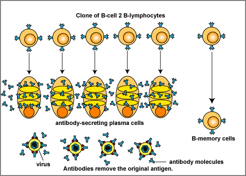 13.1F: Anamnestic (Memory) Response - Biology LibreTexts