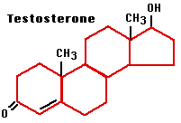 Testosterone.gif
