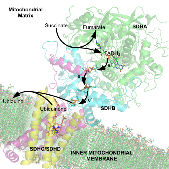 800px-Succinate_Dehydrogenase_1YQ3_Electron_Carriers_Labeled.png