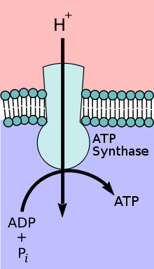 220px-ATP-Synthase.svg.png