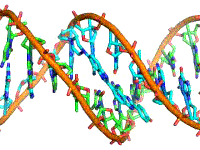 14: DNA Structure and Function