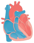 40: The Circulatory System