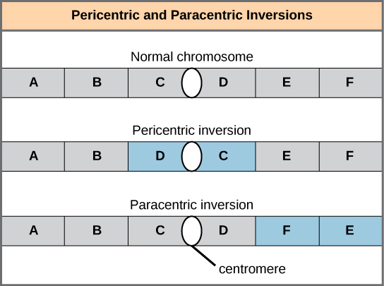 L'illustration montre des inversions péricentriques et paracentriques. Dans cet exemple, l'ordre des gènes dans le chromosome normal est ABCDEF, avec le centromère entre les gènes C et D. Dans l'inversion péricentrique, l'ordre est ABDCEF. Dans l'exemple d'inversion paracentrique, l'ordre des gènes qui en résulte est ABCDFE.