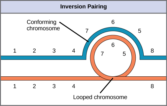 Cette illustration montre l'appariement d'inversion qui se produit lorsqu'un chromosome subit une inversion mais pas l'autre. Pour que l'alignement des chromosomes se produise pendant la méiose, l'un des chromosomes doit former une boucle inversée tandis que l'autre se conforme autour de lui.