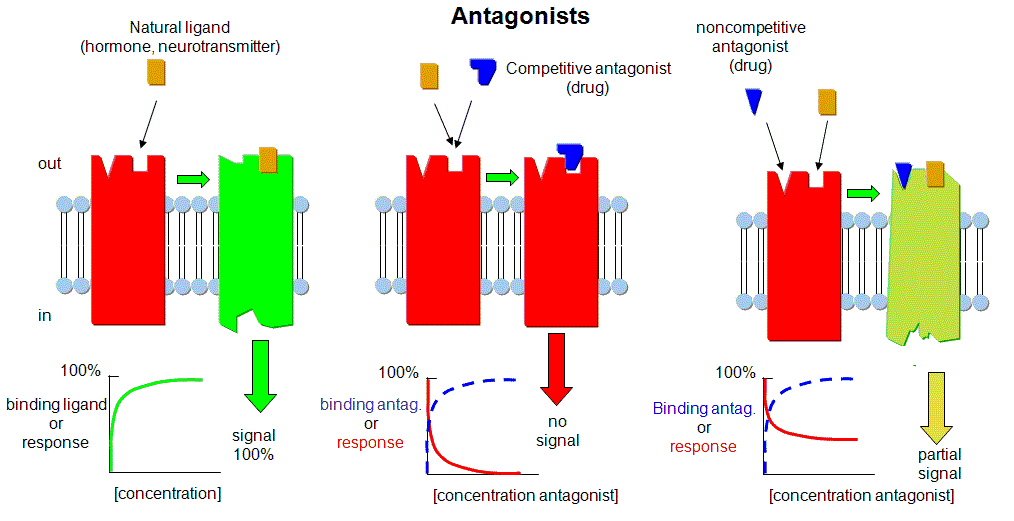 valium agonist or antagonist