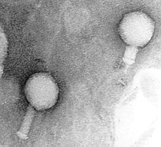 phage.jpg