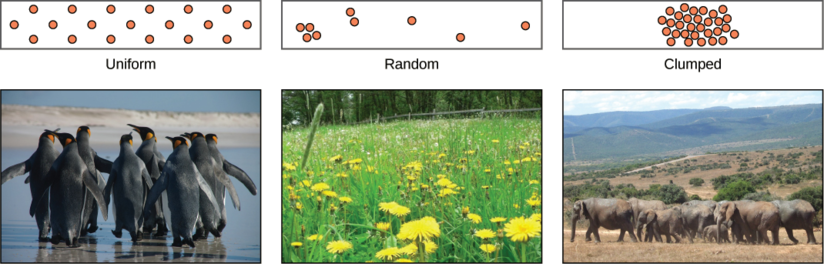 Photo (a) shows penguins, which maintain a defined territory and therefore have a uniform distribution. Photo (b) shows a field of dandelions whose seeds are dispersed by wind, resulting in a random distribution pattern. Photo (c) shows elephants, which travel in herds resulting in a clumped distribution pattern.