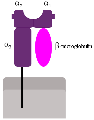 308px-MHC_Class_1.svg.png