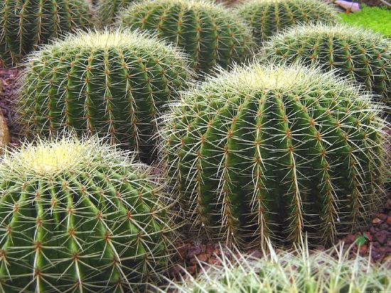 Several round cacti with light, sharp spines