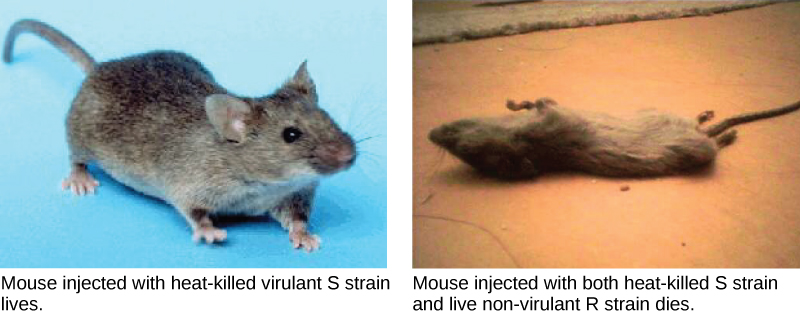 Sur la gauche se trouve la photo d'une souris vivante, représentant une souris injectée avec une souche S virulente et tuée par la chaleur. Sur la droite se trouve la photo d'une souris morte, représentant une souris injectée avec une souche S virulente tuée par la chaleur et une souche R vivante non virulente.