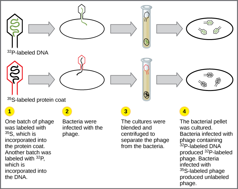 L'illustration montre des bactéries infectées par un phage marqué au ^ {35} S, qui est incorporé dans la couche protéique, ou au ^ {32} P, qui est incorporé dans l'ADN. Les bactéries infectées ont été séparées du phage par centrifugation et mises en culture. La bactérie infectée par un phage contenant de l'ADN marqué au ^ {32} P a produit un phage radioactif. La bactérie infectée par un phage marqué ^ {35} S a produit un phage non marqué. Les résultats confirment l'hypothèse selon laquelle l'ADN, et non les protéines, est le matériel génétique.