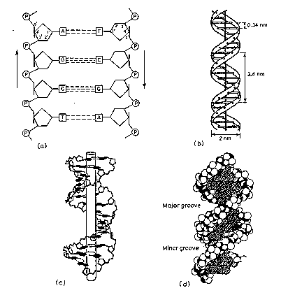 dna is two coiled strands known as a