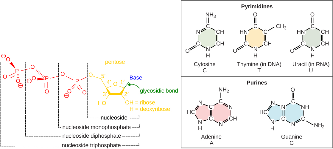 L'illustration montre la structure d'un nucléoside, qui est constitué d'un pentose auquel est fixée une base azotée en position 1'. Il existe deux types de bases azotées : les pyrimidines, qui ont un cycle à six chaînons, et les purines, qui ont un cycle à six chaînons fusionné à un cycle à cinq chaînons. La cytosine, la thymine et l'uracile sont des pyrimidines, tandis que l'adénine et la guanine sont des purines. Un nucléoside auquel un phosphate est fixé en position 5' est appelé mononucléotide. Un nucléoside auquel deux ou trois phosphates sont attachés est appelé nucléotide diphosphate ou nucléotide triphosphate, respectivement.