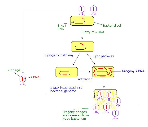 : Introducting Recombinant DNA into Host Cells - Biology LibreTexts