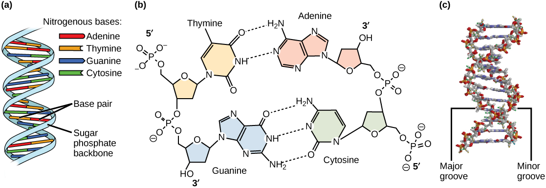 La partie A montre l'illustration d'une double hélice d'ADN, qui possède un squelette sucre-phosphate à l'extérieur et des paires de bases azotées à l'intérieur. La partie B montre l'appariement des bases entre la thymine et l'adénine, qui forment deux liaisons hydrogène, et entre la guanine et la cytosine, qui forment trois liaisons hydrogène. La partie C montre un modèle moléculaire de la double hélice de l'ADN. L'extérieur de l'hélice alterne entre des espaces larges, appelés rainures principales, et des espaces étroits, appelés rainures mineures.