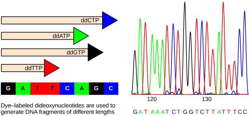 La parte A muestra una cadena de ADN molde y hebras recién sintetizadas que se generaron en presencia de didesoxinucleótidos que terminan la cadena en diferentes puntos para generar fragmentos de diferentes tamaños. Cada didesoxinucleótidos está marcado con un color diferente. La parte B muestra una lectura de secuencia que se generó después de separar los fragmentos de ADN en función del tamaño. El color del fragmento indica la identidad del nucleótido al final de un fragmento dado. Al leer los colores en orden, se puede determinar la secuencia de ADN.