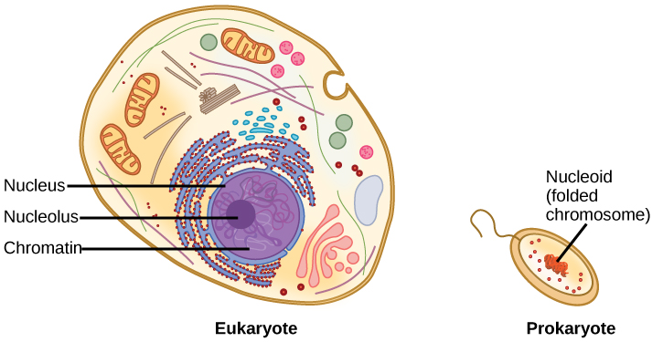 يُظهر الرسم التوضيحي خلية حقيقية النواة، تحتوي على نواة مرتبطة بالغشاء تحتوي على الكروماتين والنواة، وخلايا بدائية النواة، تحتوي على الحمض النووي في منطقة من السيتوبلازم تسمى النواة. الخلية بدائية النواة أصغر بكثير من الخلية حقيقية النواة.