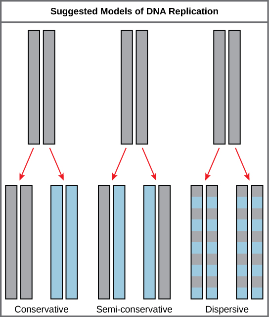 La ilustración muestra los modelos conservadores, semiconservadores y dispersivos de la síntesis de ADN. En el modelo conservador, cuando el ADN se replica y ambas cadenas recién sintetizadas se emparejan entre sí. En el modelo semiconservador, cada hebra recién sintetizada se empareja con una cadena parental. En el modelo dispersivo, el ADN recién sintetizado se entremezcla con el ADN parental dentro de ambas cadenas de ADN.
