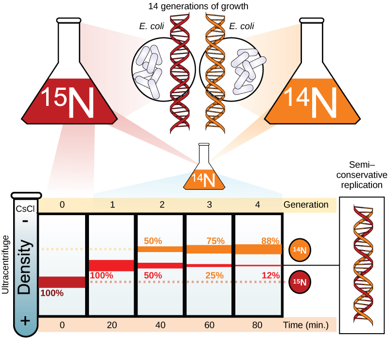 La ilustración muestra un experimento en el que E. coli se cultivó inicialmente en medios que contenían ^ {15} N nucleótidos. Cuando se extrajo el ADN y se ejecutó en una ultracentrífuga, una banda de ADN apareció baja en el tubo. El cultivo se colocó a continuación en medio ^ {14} N. Después de una generación, todo el ADN apareció en el medio del tubo, lo que indica que el ADN era una mezcla de mitad ^ {14} N y mitad ^ {15} N ADN. Después de dos generaciones, la mitad del ADN apareció en medio del tubo, y la otra mitad apareció más arriba, lo que indica que la mitad del ADN contenía 50% ^ {15} N, y la mitad contenía ^ {14} N solamente. En las generaciones posteriores, cada vez más del ADN apareció en la banda superior, ^ {14} N.