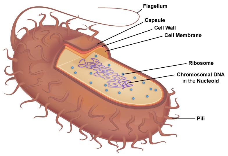 Prokaryotic-Cell-Diagram.png